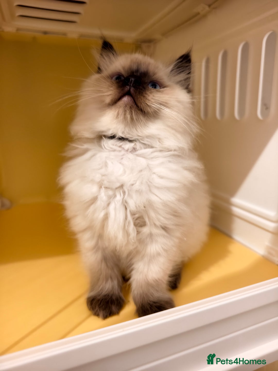 Ragdoll cats for sale: Beautiful Ragdoll Kittens Ready for Sale! - Advert 19