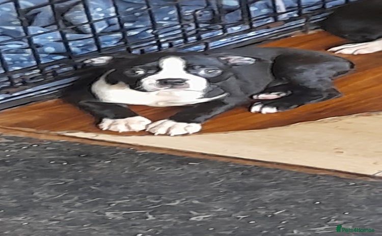 Boston Terrier dogs - Advert 5