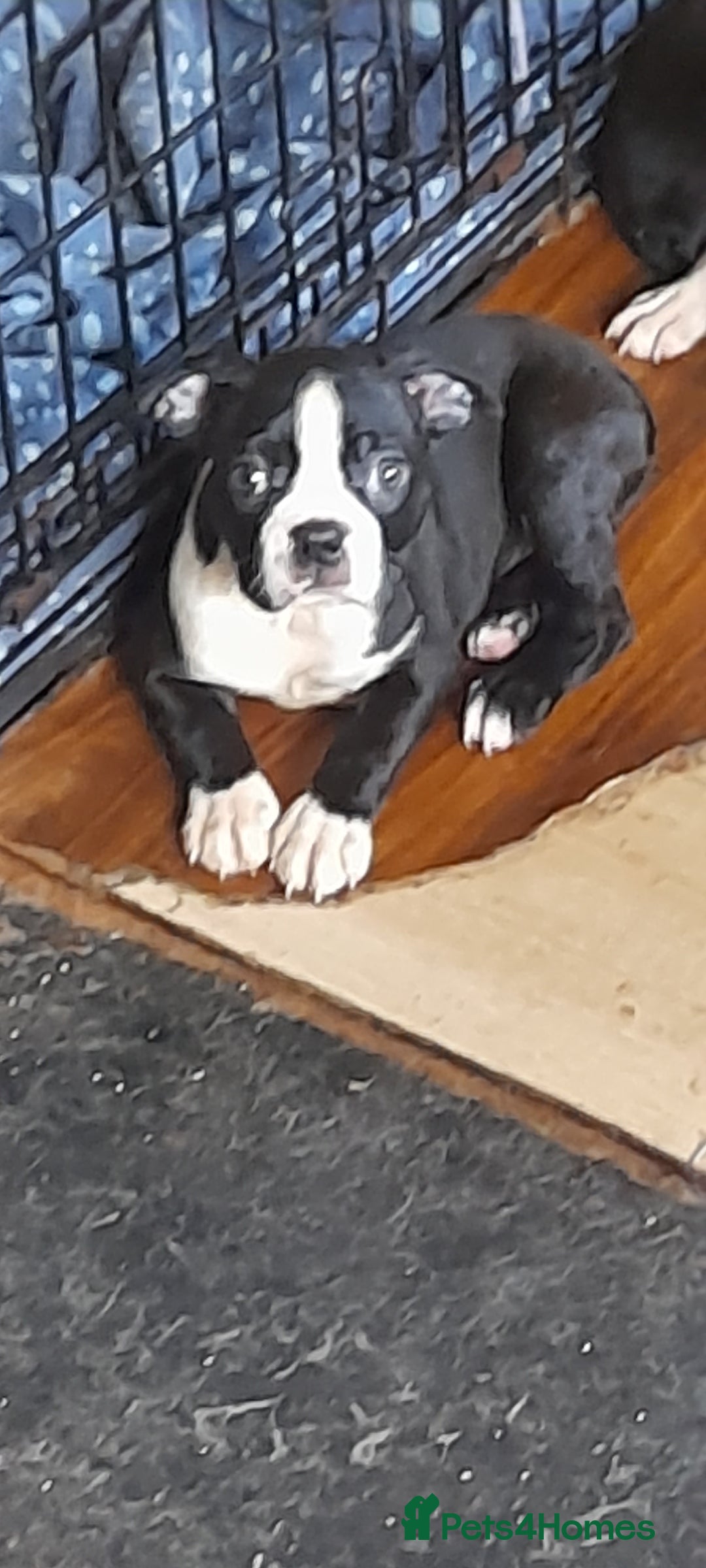 Boston Terrier dogs for sale: Stunning boston terrier puppies - Image 1