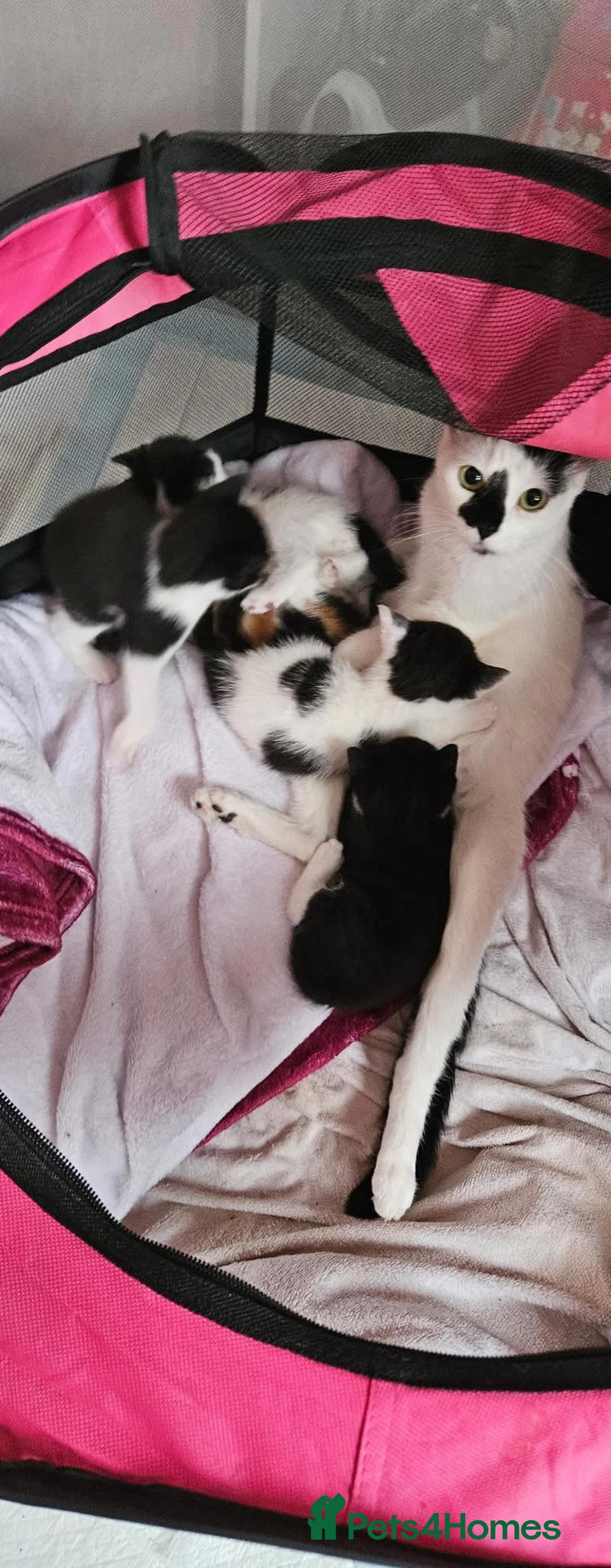 Mixed Breed cats for sale: Male cat  - Advert 1