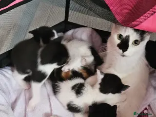 Mixed Breed cats Male cat - Advert 1