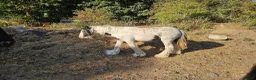 Shetland pony horses for sale: 7yr old Shetland Pony stallion & Coloured Cob colt - Advert 5