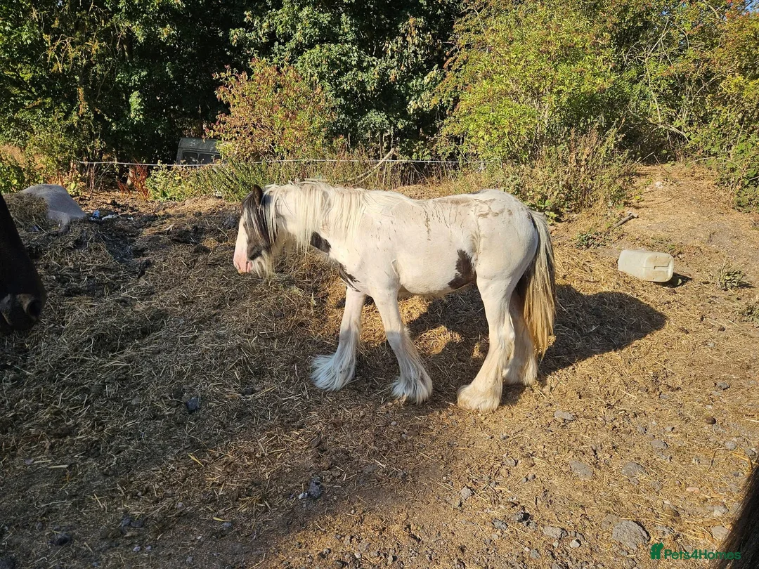 Shetland pony horses for sale: 7yr old Shetland Pony stallion & Coloured Cob colt - Advert 5