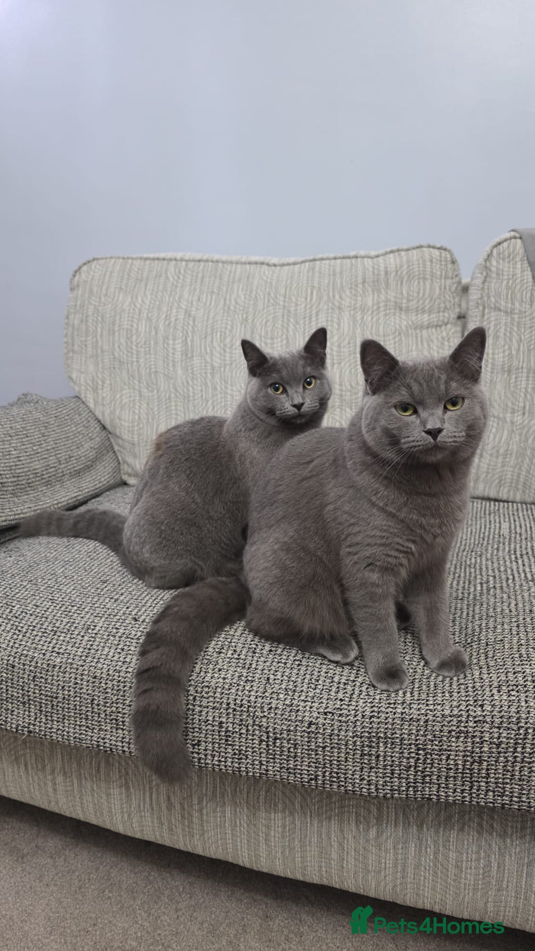 British Shorthair cats for sale: British short hair  - Advert 2