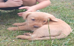 Labrador Retriever dogs for sale: Stunning labrador pups  - Image 5