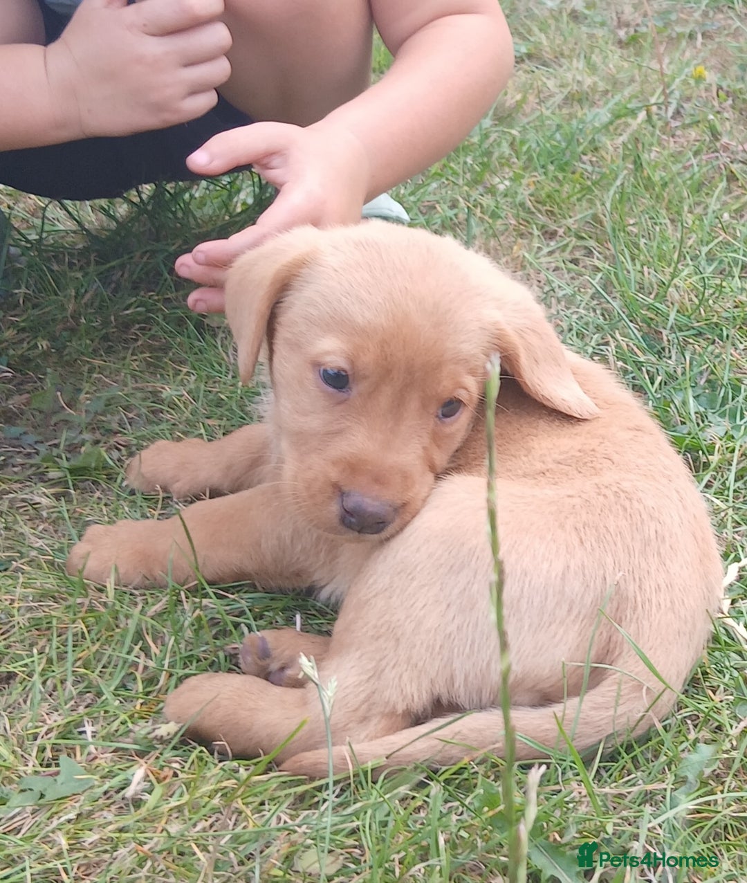 Labrador Retriever dogs for sale: Stunning labrador pups  - Image 5
