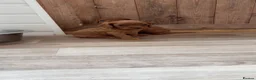 Cavapoo dogs for sale: Cavapoo puppies  - Advert 5