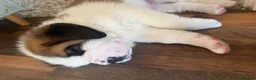 Saint Bernard dogs for sale: Exceptional St Bernard Puppies - Advert 8