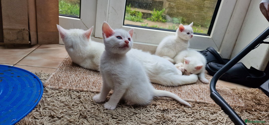Mixed Breed cats for sale: White kittens. Ready Now. £150 each - Image 5