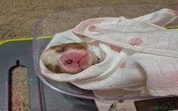 Cavalier King Charles Spaniel dogs for sale: KC Registered, Cavalier King Charles Spaniels  - Image 3