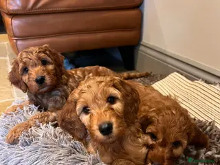 Goldendoodle dogs Mini Irishdoodle Ready now! health tested parents - Advert 12