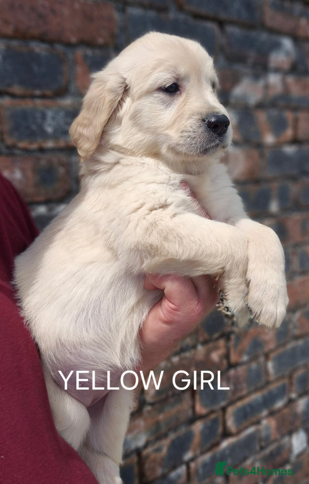 Golden Retriever dogs for sale: KC GOLDEN RETRIEVER PUPPIES  - Image 16
