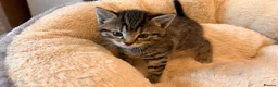 British Shorthair cats for sale: 4 kittens for sale  in Darlington - Advert 5