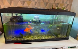 Fancy Goldfish fish for sale: Fish and tank for sale  - Image 1