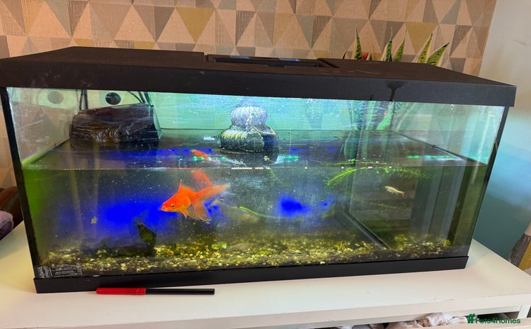 Fancy Goldfish fish - Advert 2
