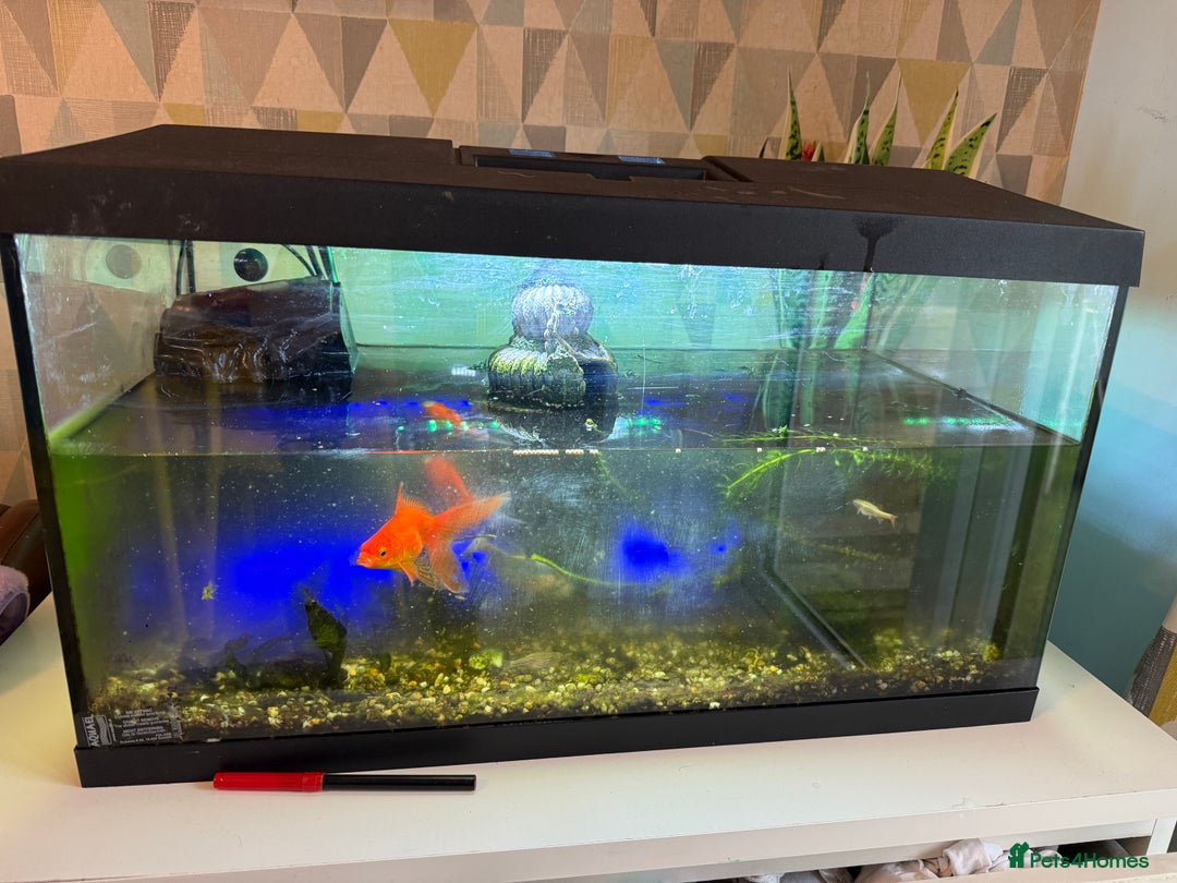 Fancy Goldfish fish for sale: Fish and tank for sale  - Image 1