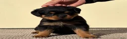 Rottweiler dogs for sale: 🩶 Beautiful Rottweiler Puppies 🩵 - Advert 7