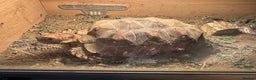 Tortoise reptiles for sale: Sulcata and Red Food Tortoise  - Advert 14