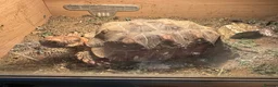 Tortoise reptiles for sale: Sulcata and Red Food Tortoise  - Advert 14
