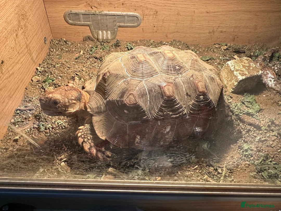 Tortoise reptiles for sale: Sulcata and Red Food Tortoise  - Advert 14