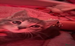 Bengal cats for sale: REDUCED 12week old bengal for sale ASAP - Image 7