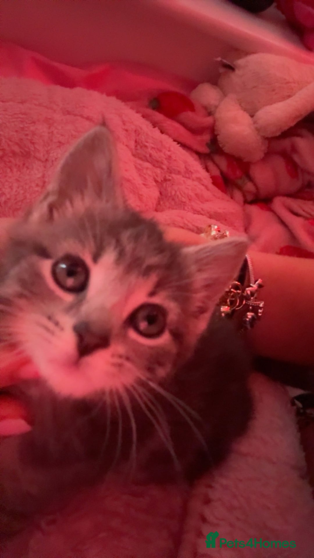 Bengal cats for sale: REDUCED 12week old bengal for sale ASAP - Image 7
