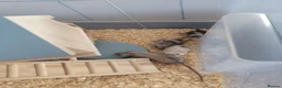 Mouse rodents for sale: Mice for sale  - Advert 9