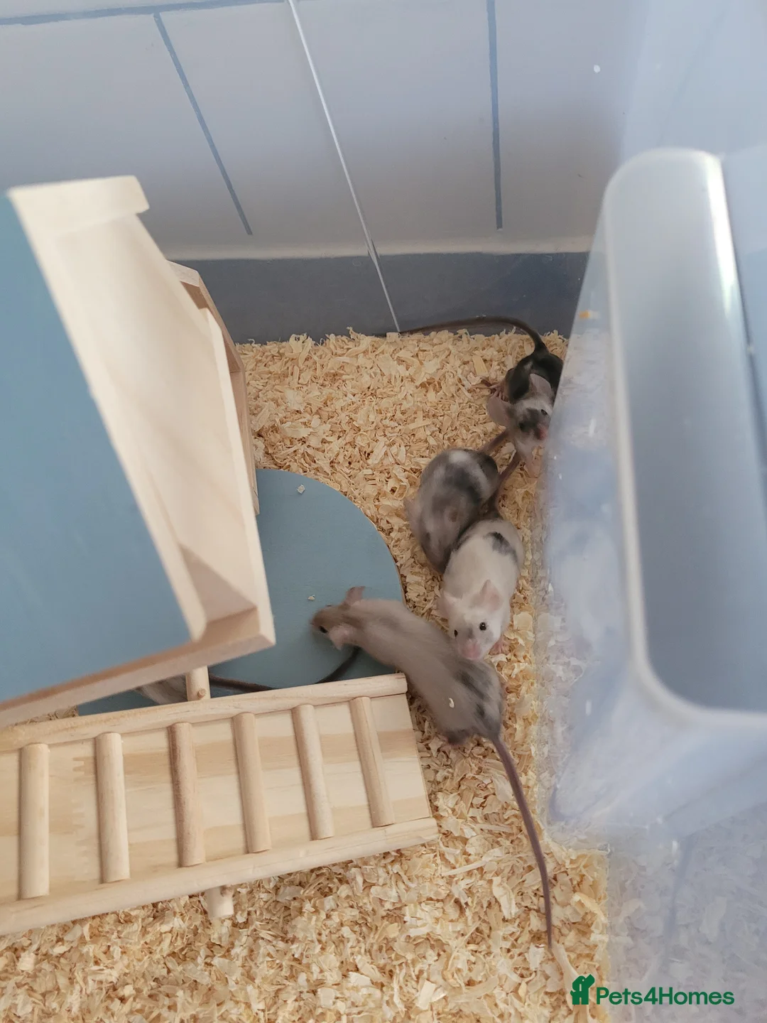 Mouse rodents for sale: Mice for sale  - Advert 9
