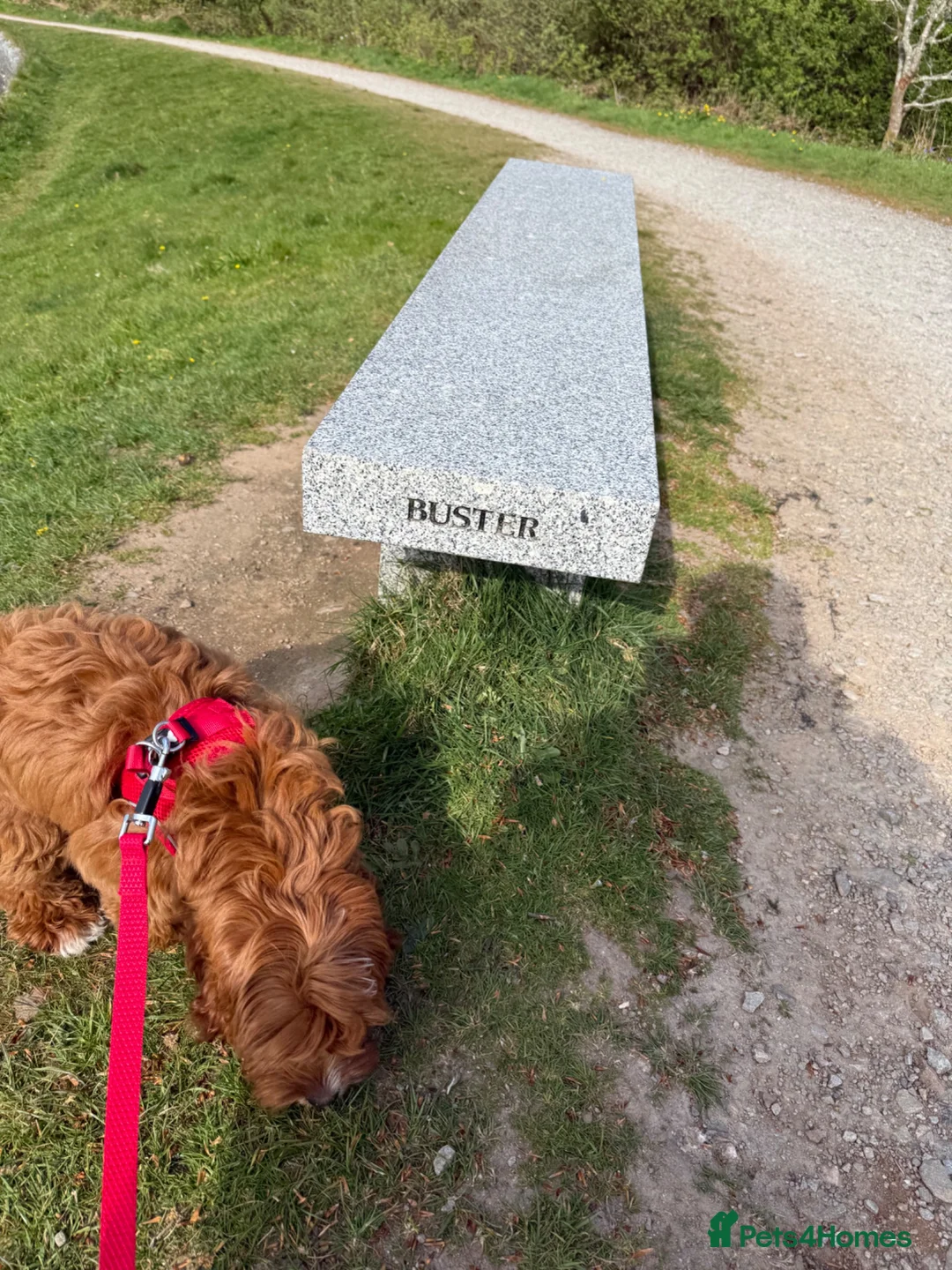 Cavapoo dogs for sale: Male Cavapoo Puppy - Advert 7