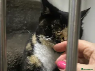 Lykoi cats Lykoi girl free - Advert 4