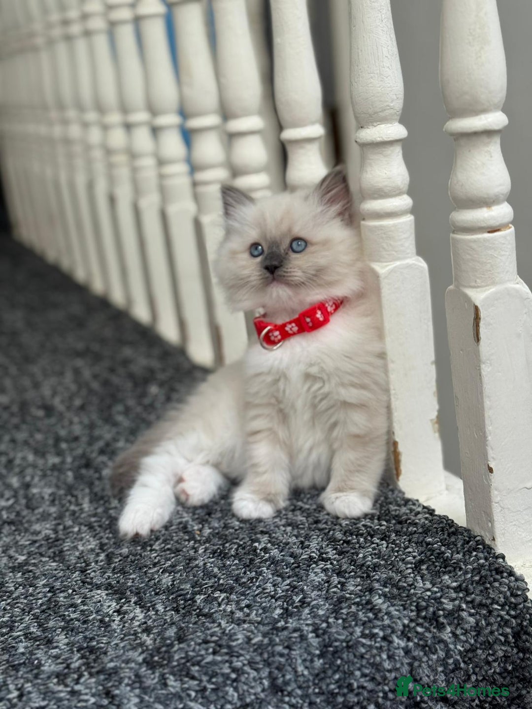 Ragdoll cats for sale: 🐾 Beautiful Blue Point Ragdoll Kittens 🐾 - Image 8