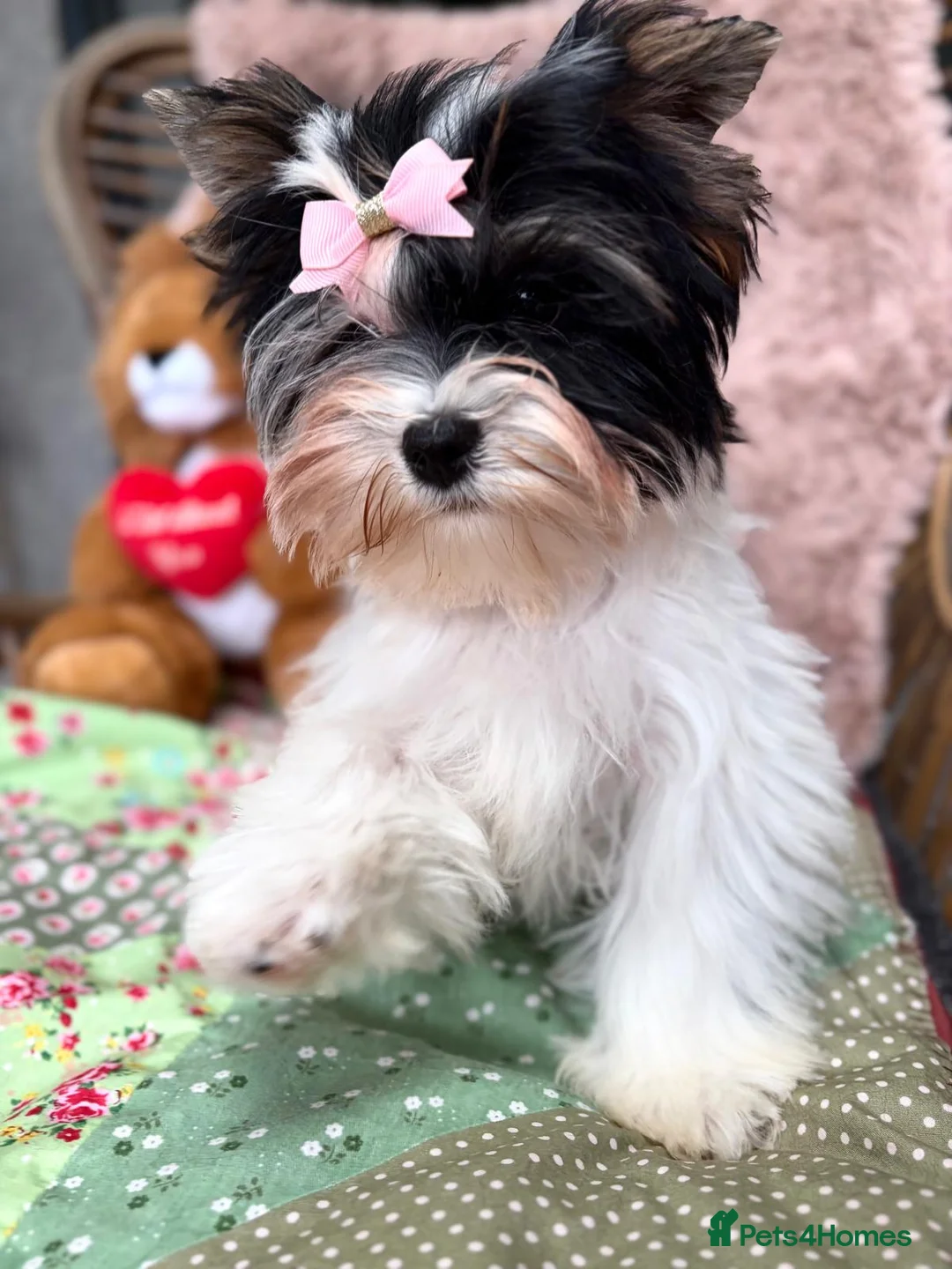 Yorkshire Terrier dogs for sale: Tiny Beautiful Girl 🩷& very Cute Boy💙available  - Advert 2