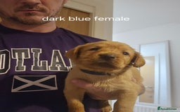 Labrador Retriever dogs for sale: Fox red kc labrador puppies - Image 4
