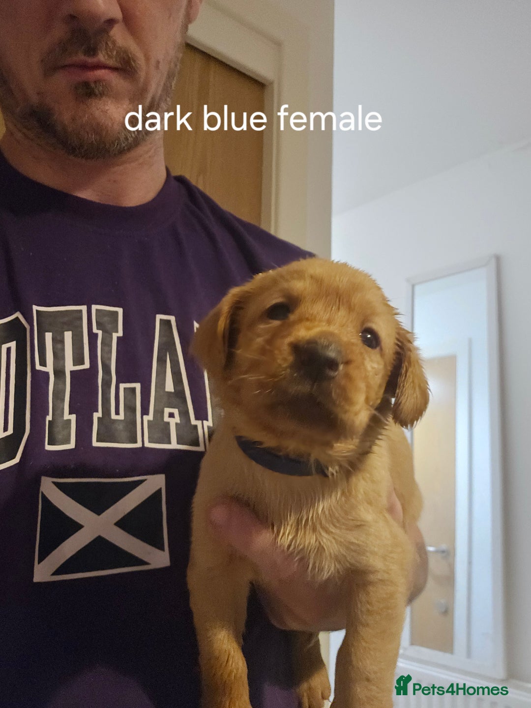 Labrador Retriever dogs for sale: Fox red kc labrador puppies - Image 4