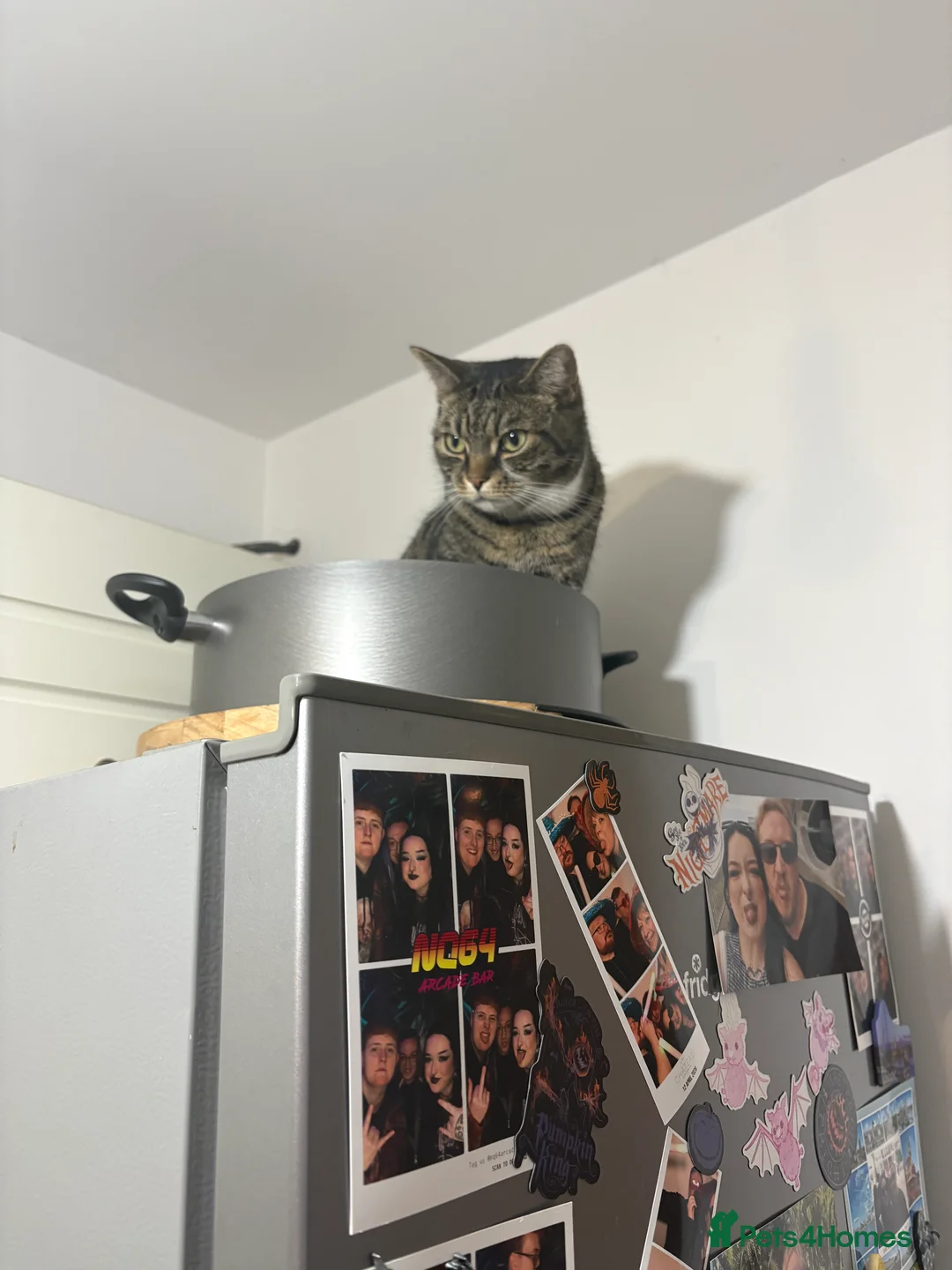 Mixed Breed cats for sale: 3 year old cat up for rehoming  in Lincoln - Advert 7