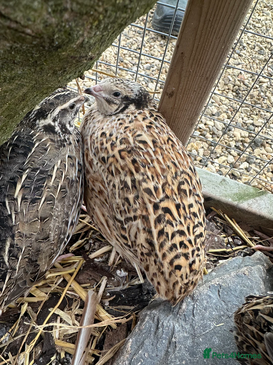 Quail poultry for sale: 3 x female quails  in Northampton - Advert 2