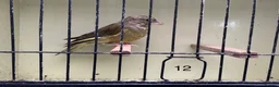 Finches birds for sale: Mutation greenfinches - Advert 12