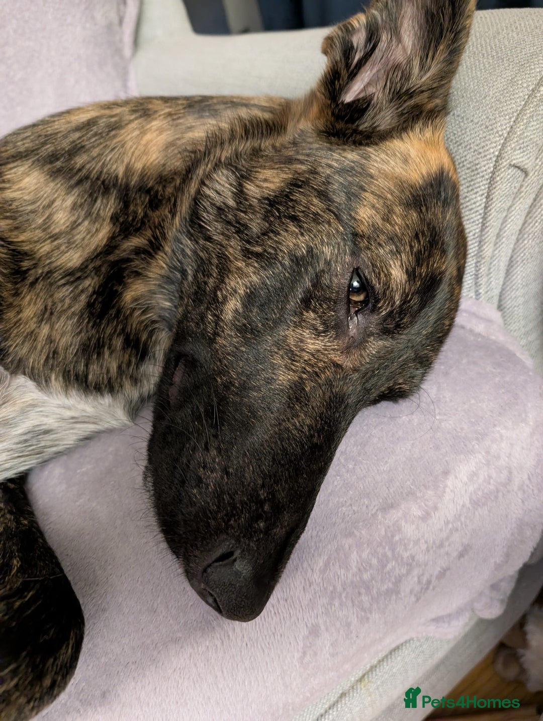 Mixed Breed dogs for sale: Knox - Shephound - Advert 7