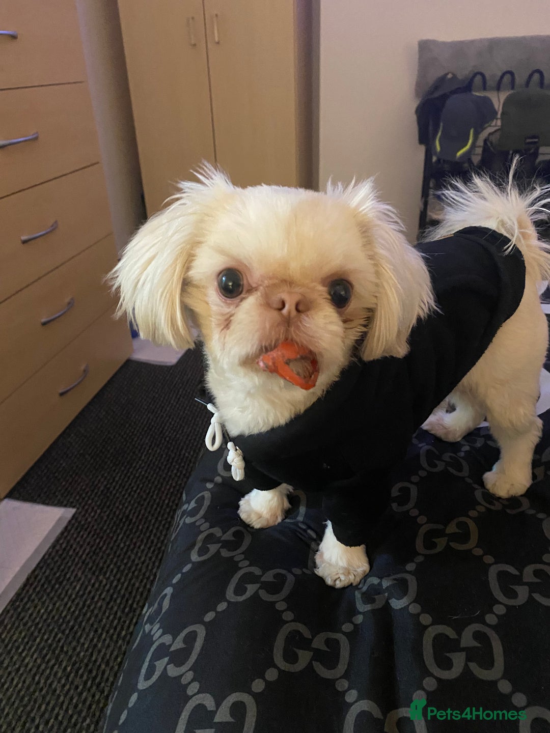 Shih Tzu dogs for stud: Imperial Shitzu - Image 2