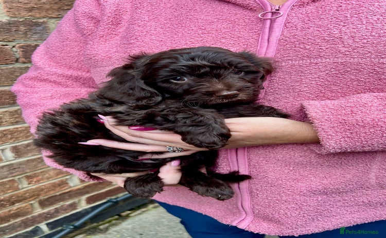 Cavapoo dogs - Advert 1