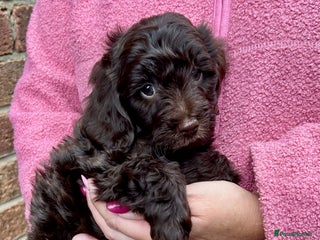 Cavapoo dogs - Advert 15
