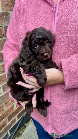 Cavapoo dogs - Advert 3