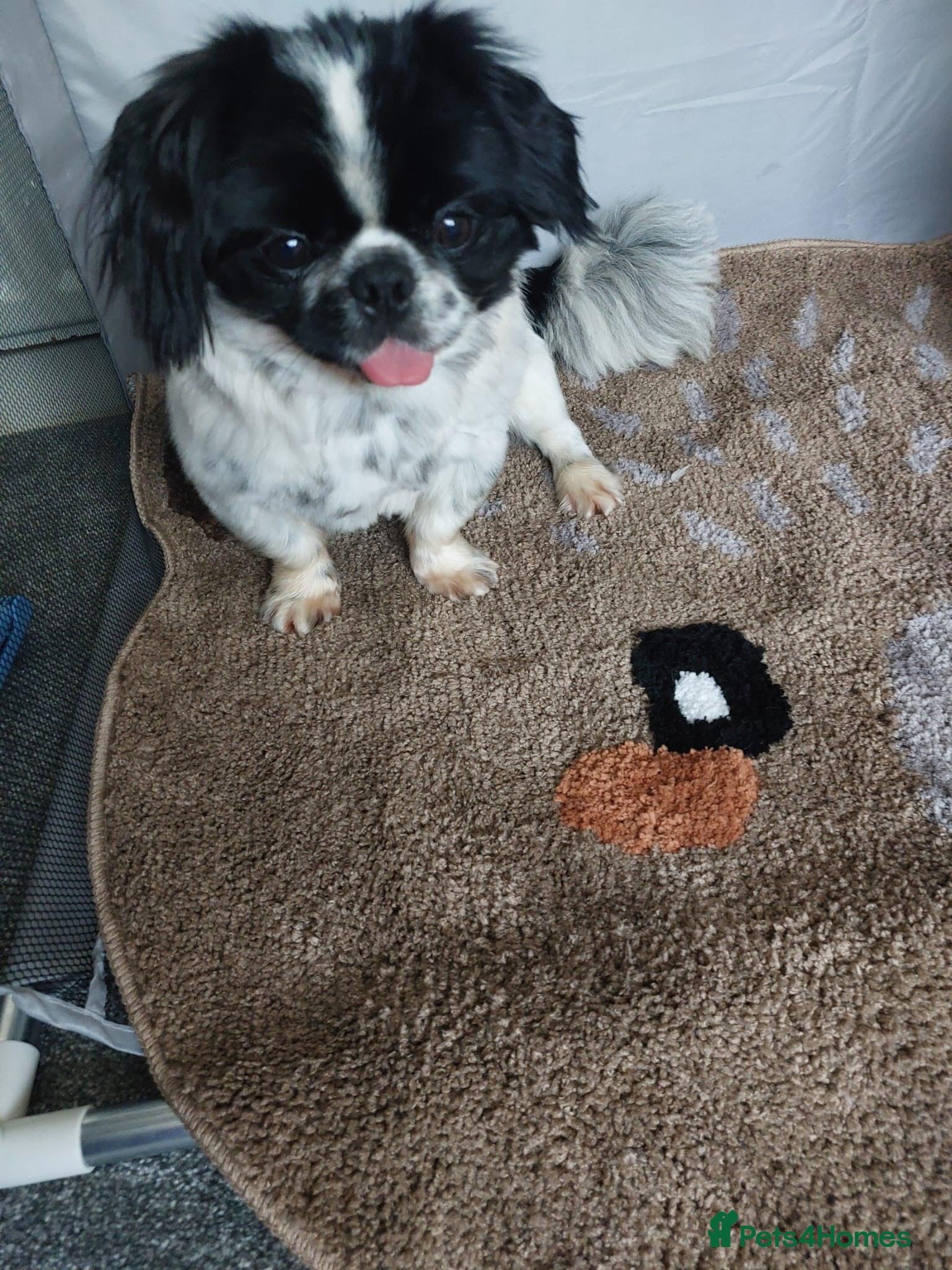 Pekingese dogs Puppy  - Advert 3