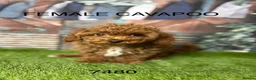 Cavapoo dogs for sale: Gorgeous Cavapoo Puppies  in Burnley - Advert 3