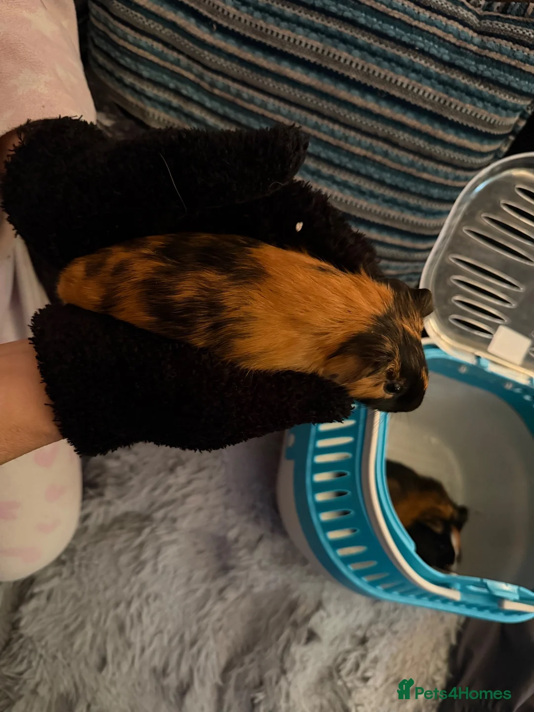 Guinea Pig rodents for sale: 2 male boar guinea pigs  in Wigston - Advert 6