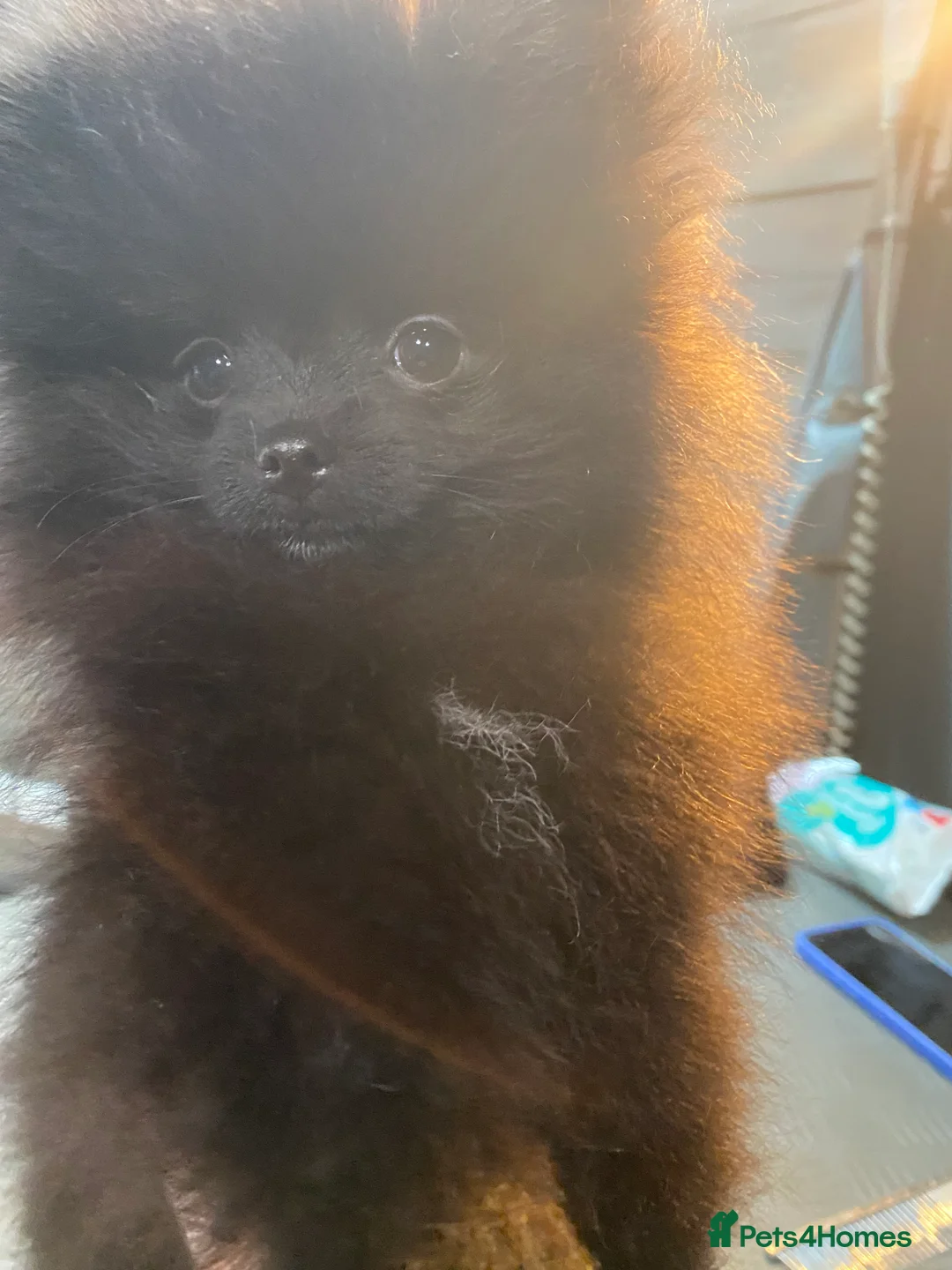Pomeranian dogs for sale: Adorable fluffy pom puppies - Advert 10