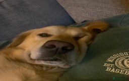Golden Retriever dogs for stud: Golden retriever for stud  - Image 3