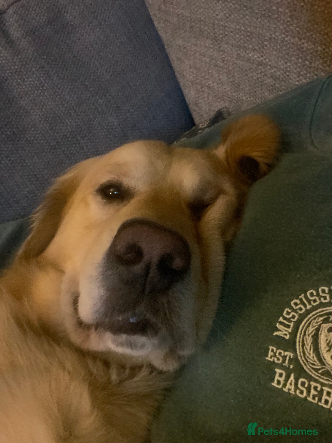 Golden Retriever dogs for stud: Golden retriever for stud  - Image 3