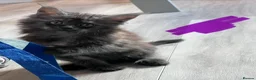 Maine Coon cats for sale: 10kittens 🐱 Ready to leave now  - Advert 13
