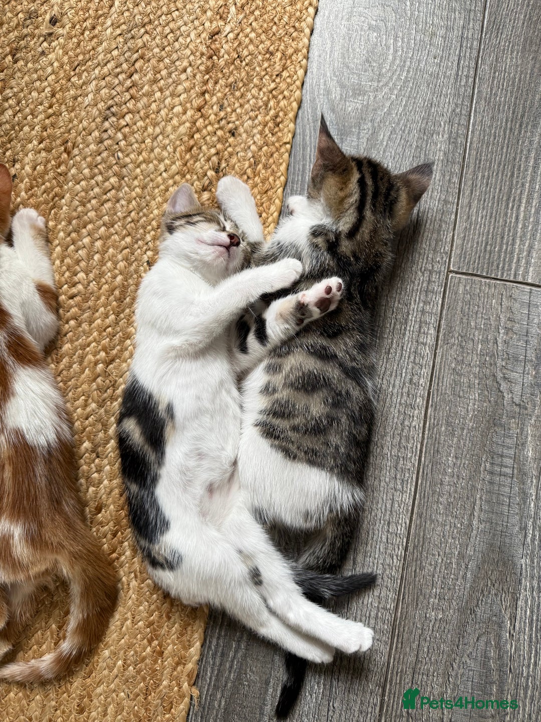 Domestic Shorthair cats for sale: Family-Raised Kittens, Friendly, Playful Ready Now - Image 9